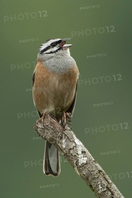 Rock Bunting (Emberiza cia) singing, Rhineland-Palatinate, Germany