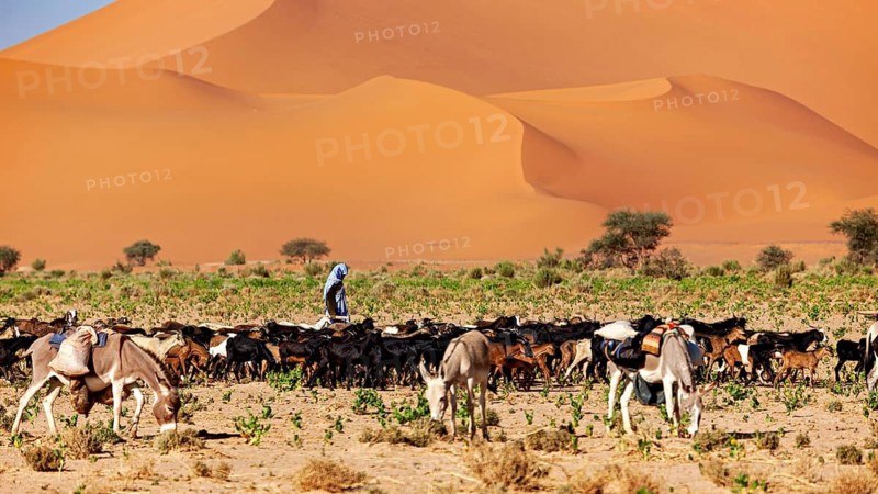 Herd of animals with shepherds in the desert, striking sand dunes in the background, goatherds in the Sahara in Algeria