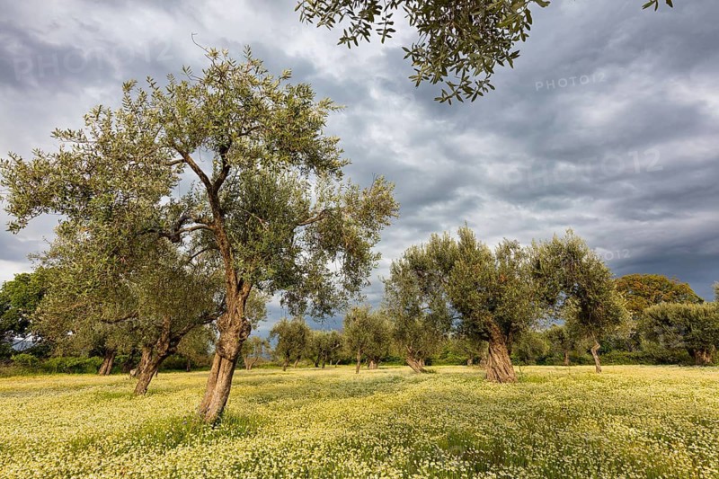 Landscape, Greece, thunderstorm, thunderstorm atmosphere, olive tree, olive grove. Olive, flower meadow, Lesbos Island, Lesbos, Greece