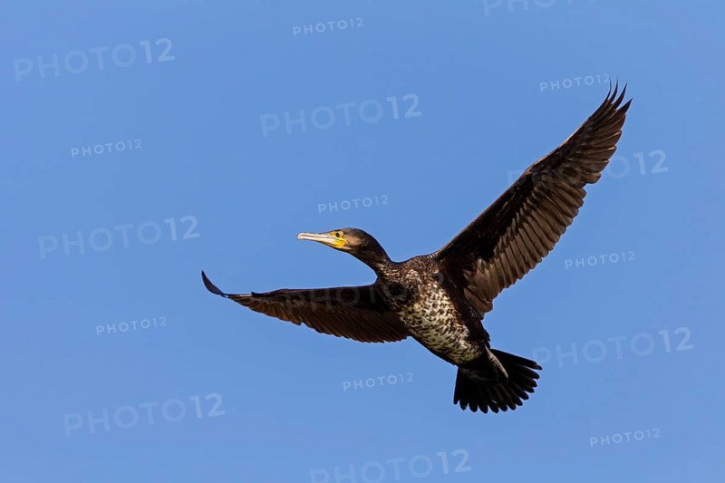 Cormorant, (Phalacrocorax carbo), animals, birds, family of cormorants, aerial photograph, Luisenpark, Mannheim, Baden-Württemberg, Federal Republic of Germany