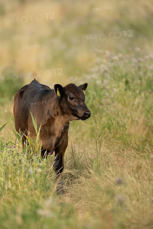 Domestic cattle or cow (Bos taurus) juvenile baby calf farm animal in a field, England, United Kingdom