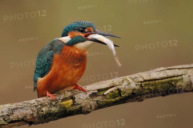 Common Kingfisher (Alcedo atthis) female, Germany