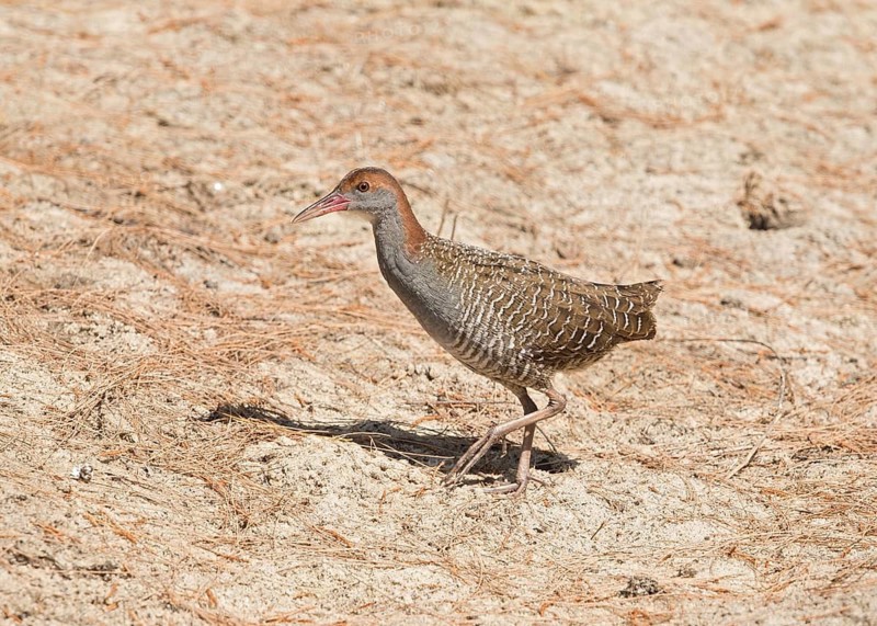 Slaty-breasted Rail (Gallirallus striatus), Thailand