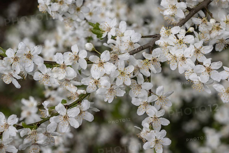 Kirschpflaume Prunus cerasifera), Emsland, Lower Saxony, Germany