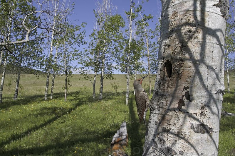 Northern Flicker (Colaptes auratus), British Columbia, Canada