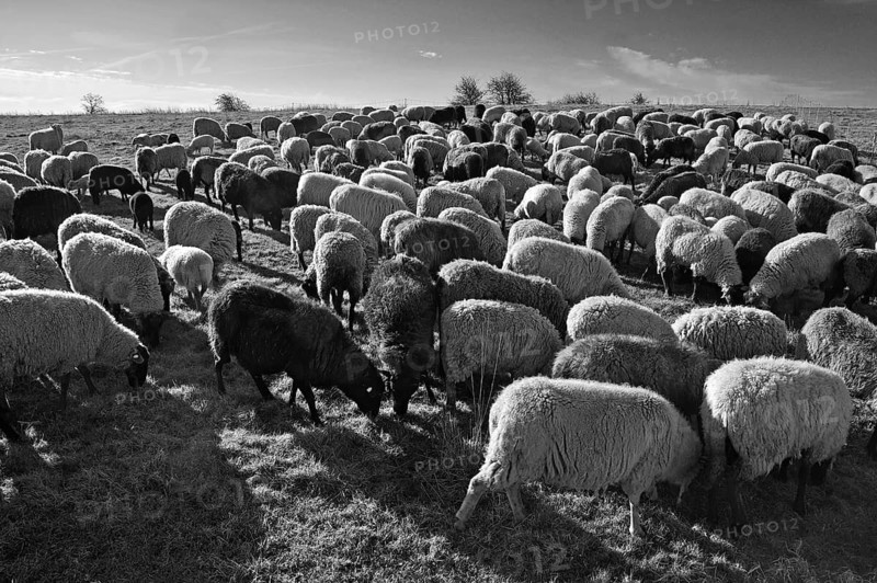 Sheep (Ovis) in the morning light on the pasture, Bentin, black and white, Mecklenburg-Vorpommern, Germany