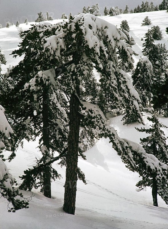 Nadelbäume, beladen mit schwerem Schnee im Winter, Zypern, 1963