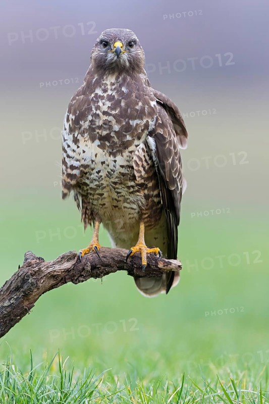 Mäusebussard, Common Buzzard, Buzzard, Eurasian Buzzard, Buteo buteo, Buse variable, Busardo Ratonero