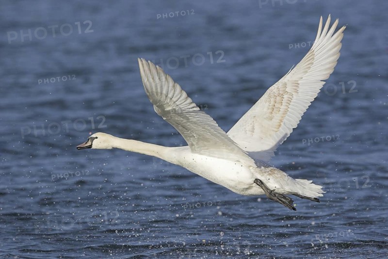 Mute Swan (Cygnus olor) flying, British Columbia, Canada