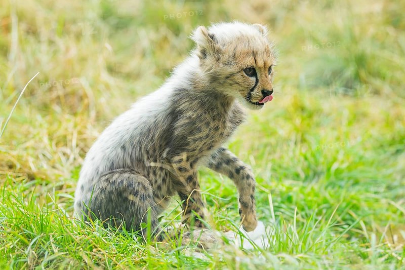 Cheetah (Acinonyx jubatus) youngster sitting on the ground, captive, occurrence Africa