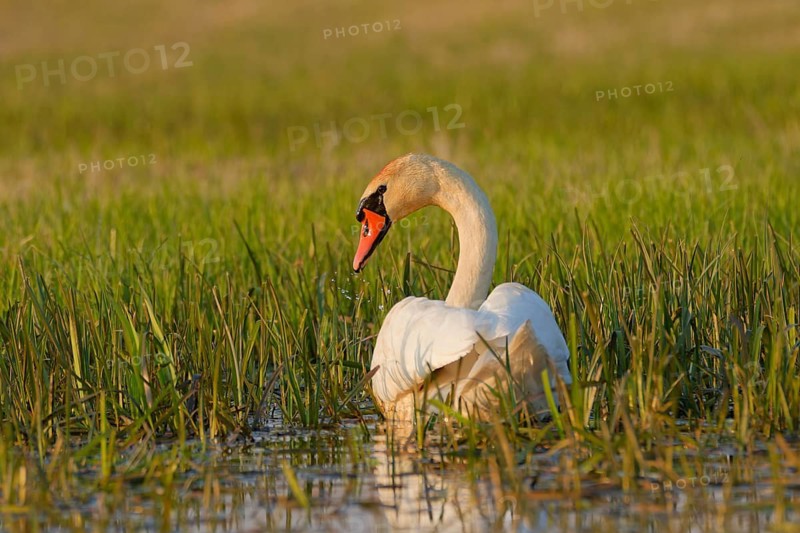 Mute swan (Cygnus olor) standing in shallow water among reeds in wetland habitat, Poland