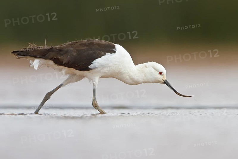 Andean Avocet (Recurvirostra andina) in a wetland in Bolivia, South America