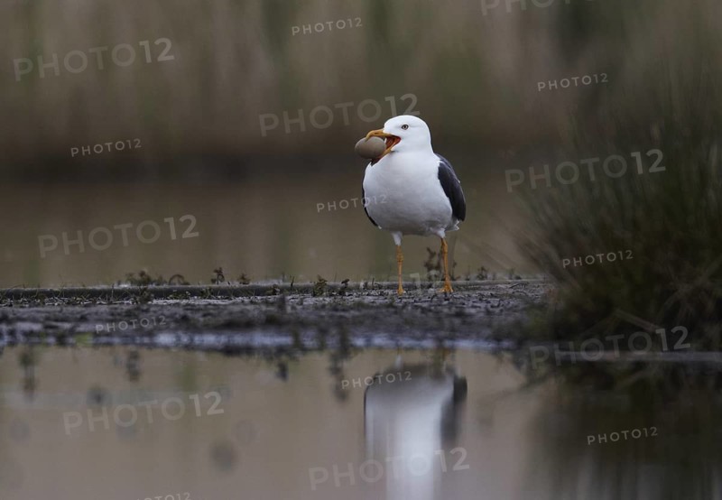Lesser Black-backed Gull (Larus fuscus), Schleswig-Holstein, Germany