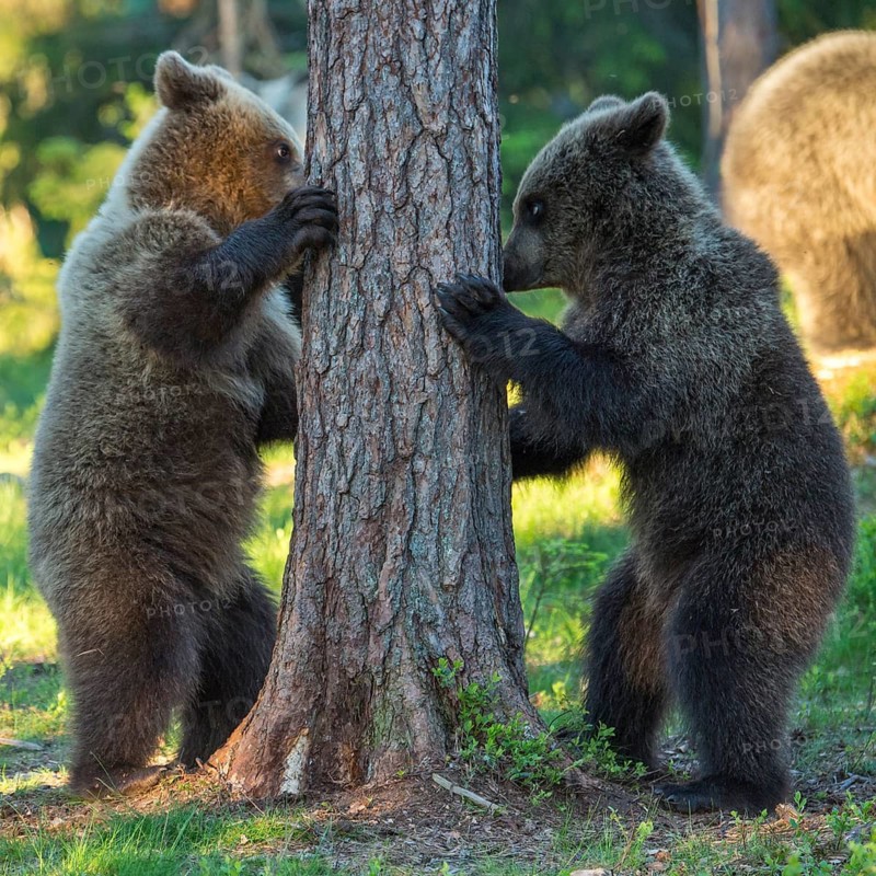 Eurasian Brown Bear (Ursus arctos) two cubs play fighting in forest, Finland