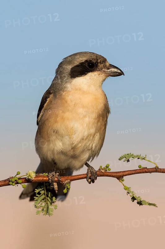 Lesser Grey Shrike (Lanius minor), Eilat, Israel