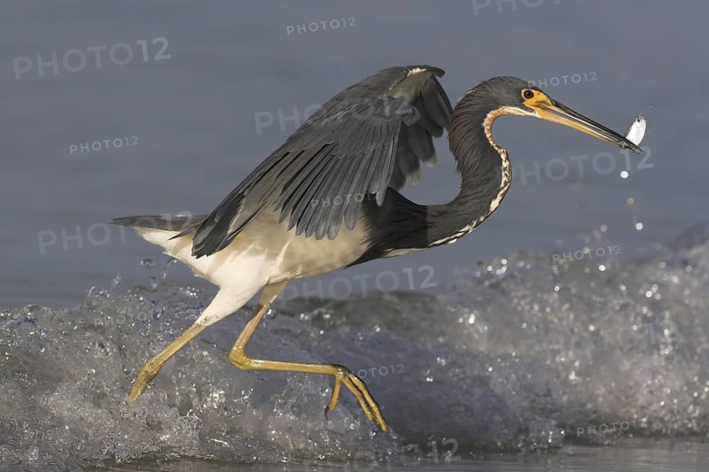 Tricolored Heron (Egretta tricolor), Florida, USA
