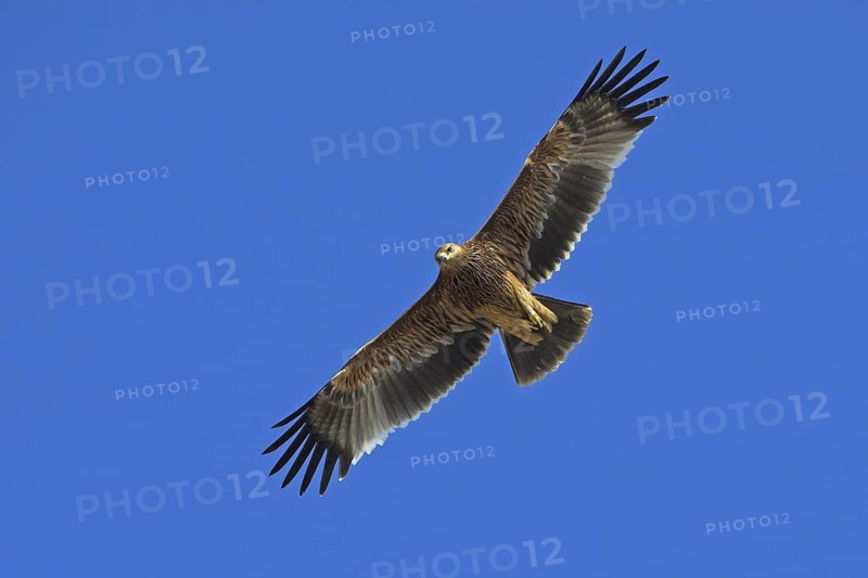 Eastern Imperial Eagle (Aquila heliaca), Oman