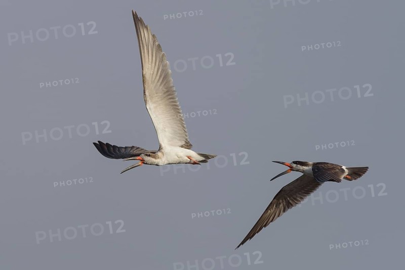 Black Skimmer (Rynchops niger) flying, Valparaiso, Chile