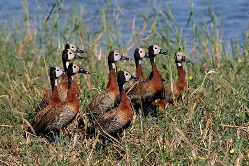 White-faced Whistling Duck (Dendrocygna viduata) family, Okavango Delta, Botswana