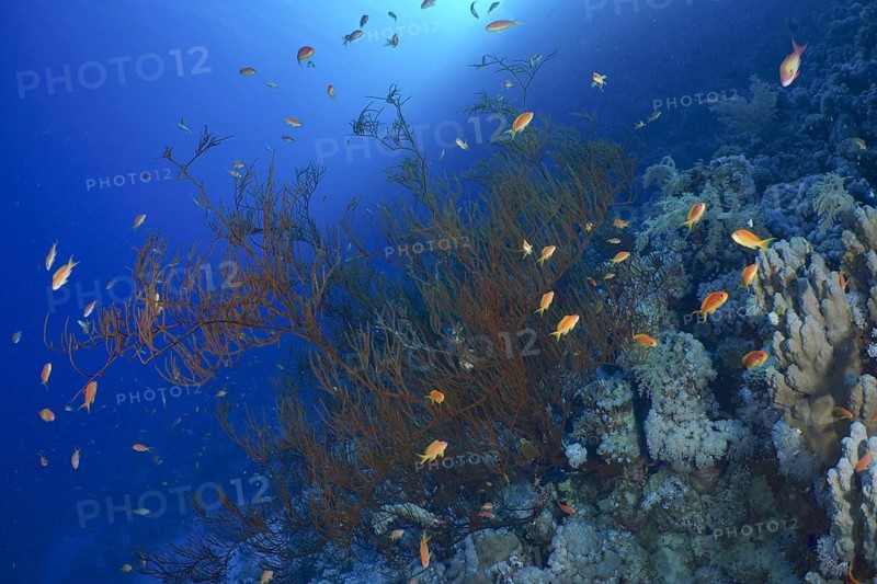 Black wire coral (Antipathes dichotoma)