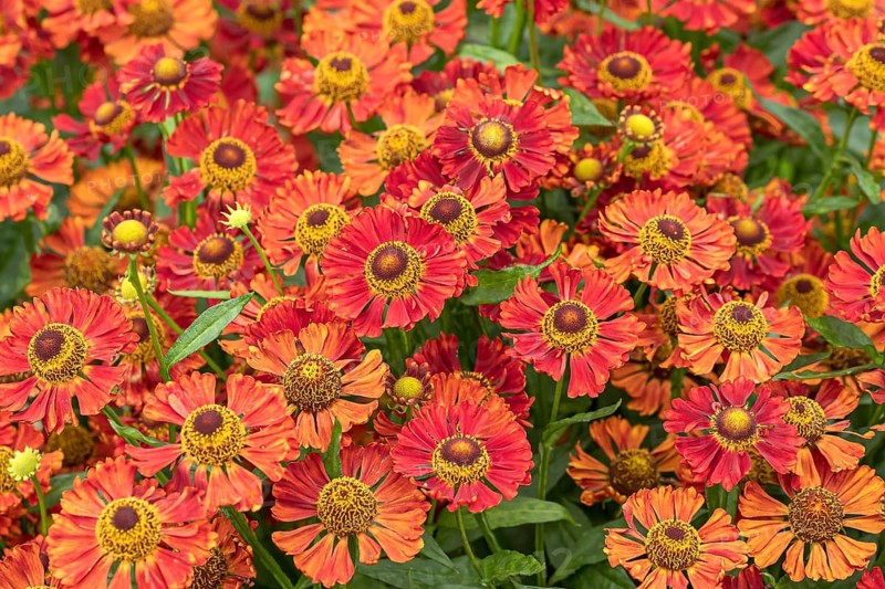 Sunflower (Helenium 'Indian Summer'), RHS Garden Bridgewater, Great Britain