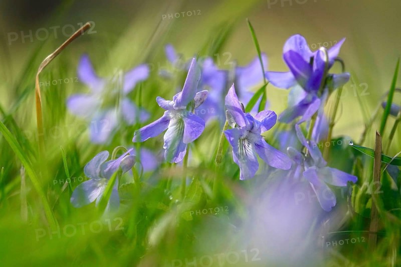 Violets in a garden, spring, Germany