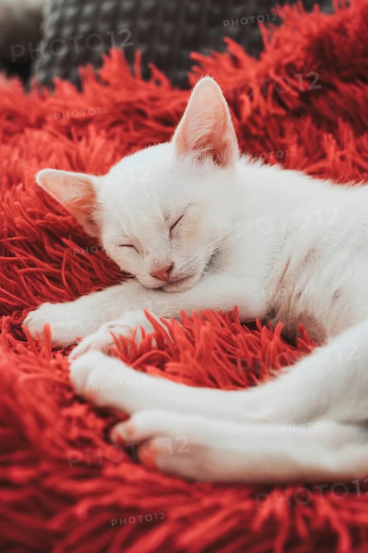 A placid white kitten enjoys a peaceful nap on the warmth of a vibrant red, fluffy blanket, radiating cozy home vibes