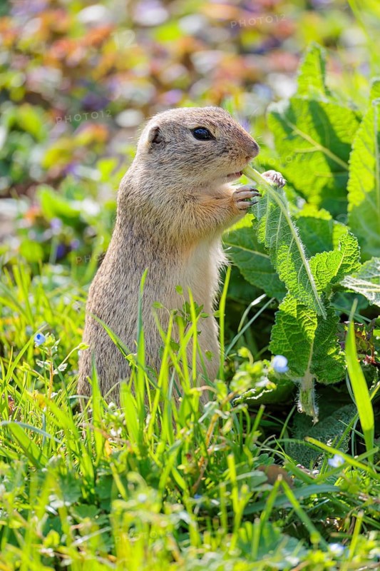 An adult ground squirrel (Spermophilus citellus) eats leaves and flowers on a sunny day in a green meadow with tall vegetation. Austria