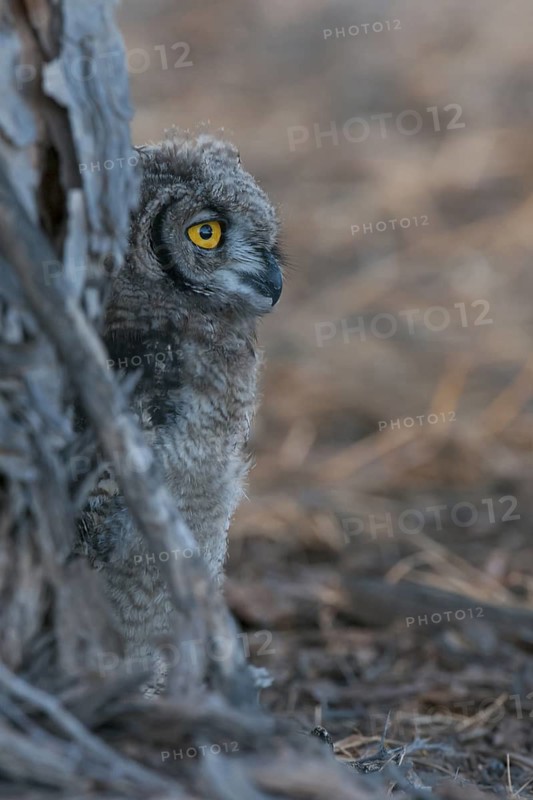 Spotted Eagle-owl (Bubo africanus) juvenile, Northern Cape, South Africa
