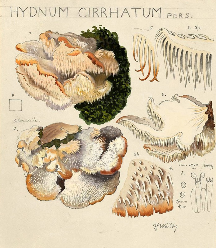 Mushroom, Mushrooms, Hericium cirrhatum, Syn. Creolophus cirrhatus, authentic reproduction of an illustration by Hans Walty (1868-1948) from about 1915, historical