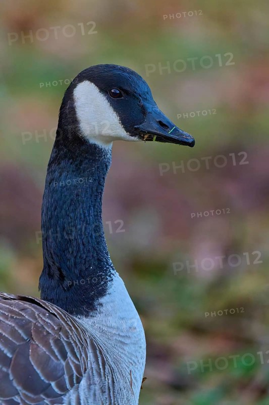 Canada goose (Branta canadensis), close-up of a goose head with a clear view and detailed plumage, spring, Bavaria, Germany
