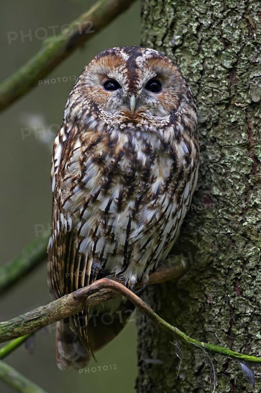 Tawny owl (Strix aluco), brown owl perched in pine tree