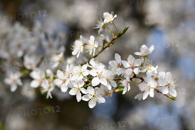 Close up of white blossom flowers of Prunus tree in spring