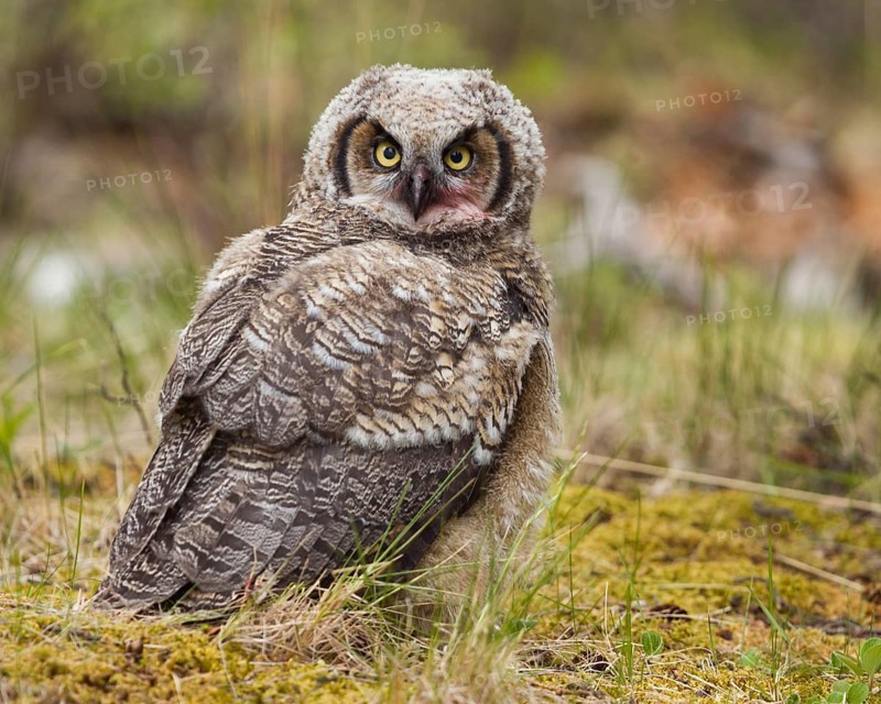 Great Horned Owl (Bubo virginianus) juvenile