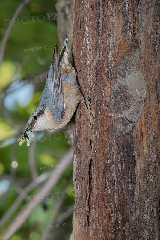 Eurasian Nuthatch (Sitta europaea) with food at nest cavity, Aosta Valley, Italy