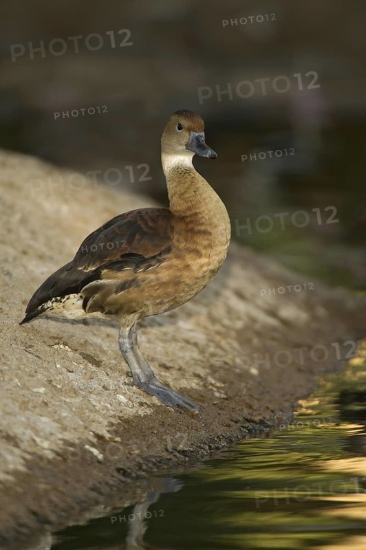 Fulvous Whistling Duck (Dendrocygna bicolor), Arizona, USA