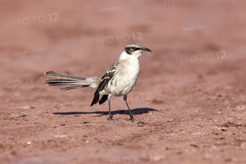 Galapagos Mockingbird (Mimus parvulus), Galapagos, Ecuador
