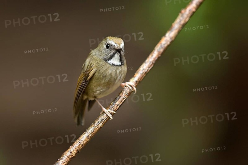 White-gorgeted Flycatcher (Anthipes monileger), Yunnan, China