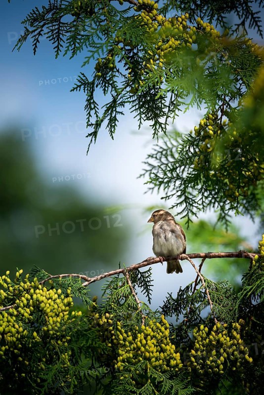House sparrow (Passer domesticus), house sparrow, sparrow, female sitting on a green branch, Thuja occidentalis with green fresh cones, fruits, seeds, surrounded by green, blurred background, sunny, spotlight, blue sky, summer, village, rural, garden, artistically processed, gloomy, darkening sky, storm, Potsdam, Land Brandenburg, Germany
