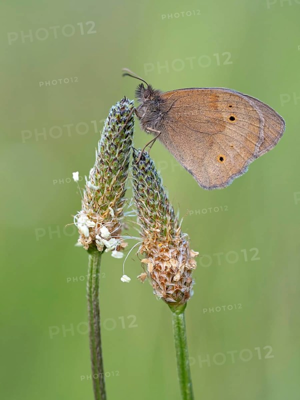 Meadow brown (Maniola jurtina), meadow brown, butterfly. butterfly, insect, insect, macro, macro, Black Forest, Feldberg region, Baden-Württemberg, Germany