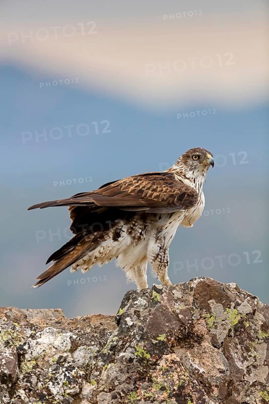 Bonelli's eagle, (Hieraaetus fasciatu), animals, birds, birds of prey, hawk family, perch, biotope, habitat, Sierra de San Pedro, Herreruela, Extremadura, Spain
