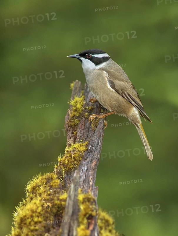 Strong-billed Honeyeater (Melithreptus validirostris), Tasmania, Australia