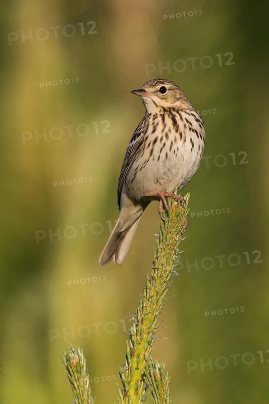 Tree Pipit - Baumpieper - Anthus trivialis ssp. trivialis, Russia