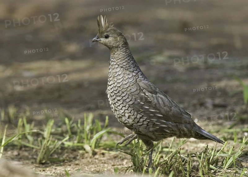 Scaled Quail (Callipepla squamata), Arizona, USA