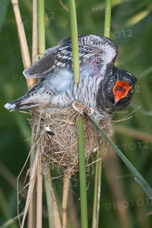 Common Cuckoo (Cuculus canorus) juvenile begging in nest of Eurasian Reed Warbler, Saxony-Anhalt, Germany