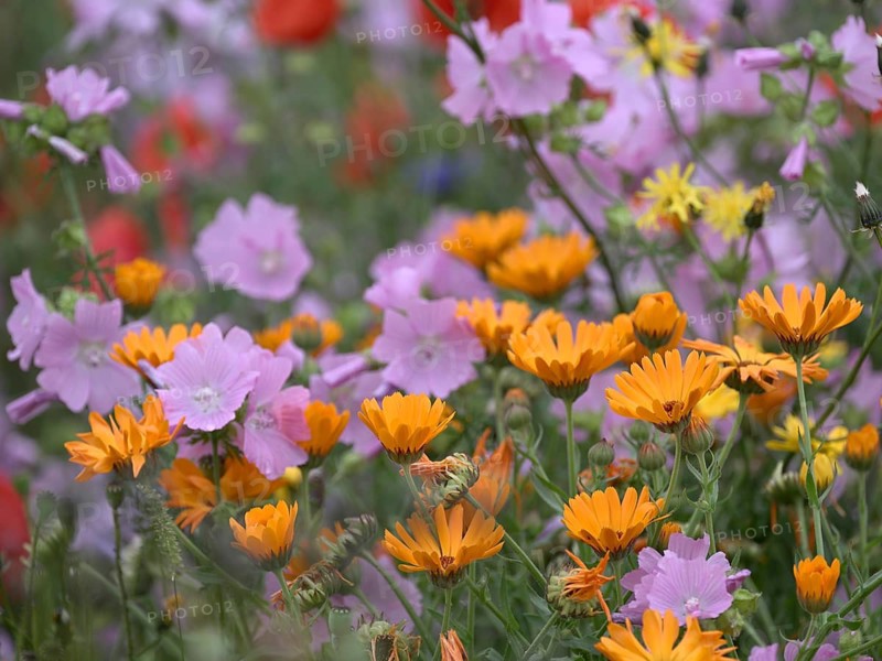 Species-rich, colourful flowering meadow with marigold (Calendula officinalis), Lower Rhine, North Rhine-Westphalia, Germany