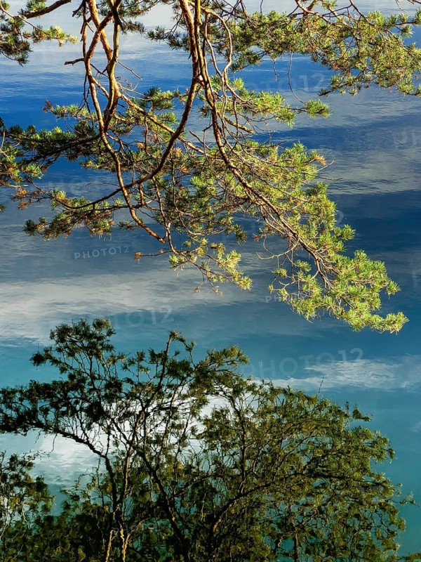 Branches reflected in crystal clear water, Hechtsee lake near Kufstein, Tyrol, Austria