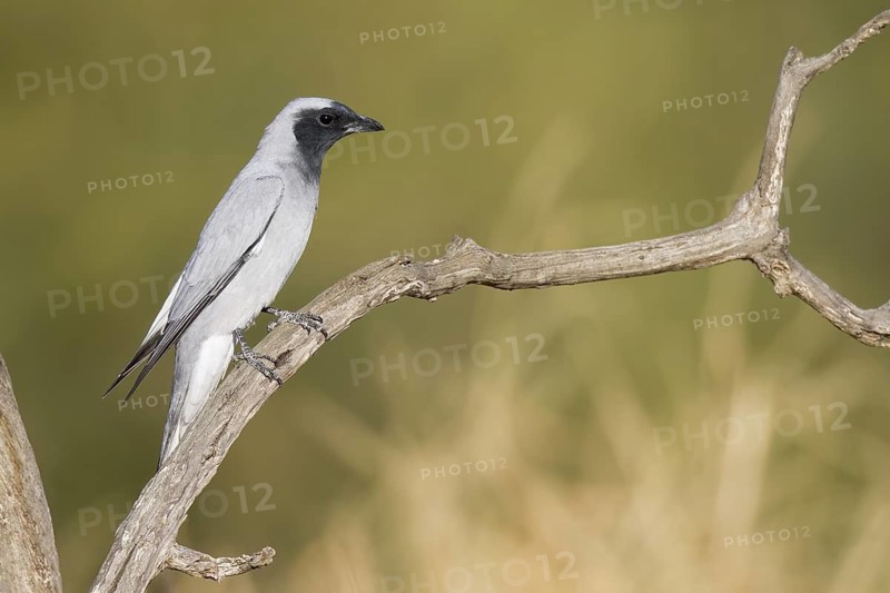 Black-faced Cuckooshrike (Coracina novaehollandiae), Western Australia, Australia