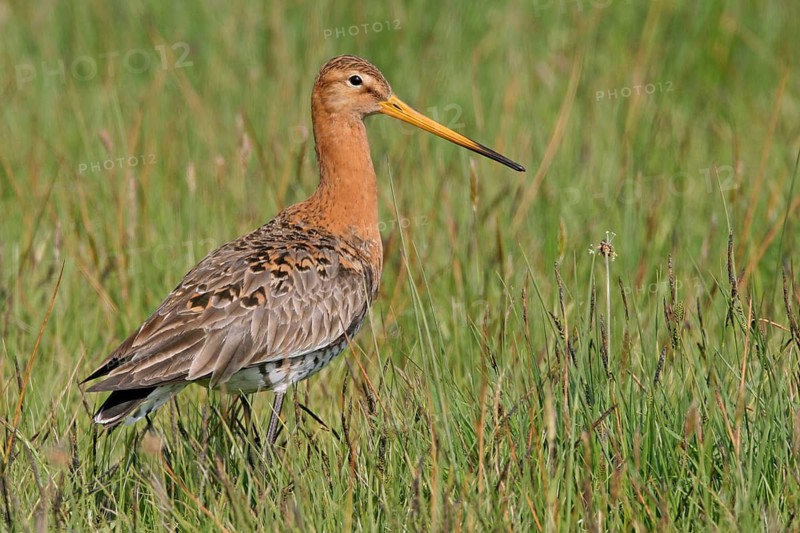 Black-tailed godwit, (Limosa limosa), animal, birds, snipe birds, biotope, habitat, foraging, Texel, Noordholland, Holland