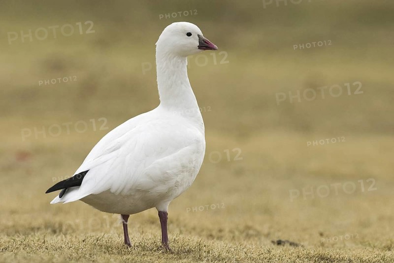 Ross's Goose (Anser rossii), Arizona, USA